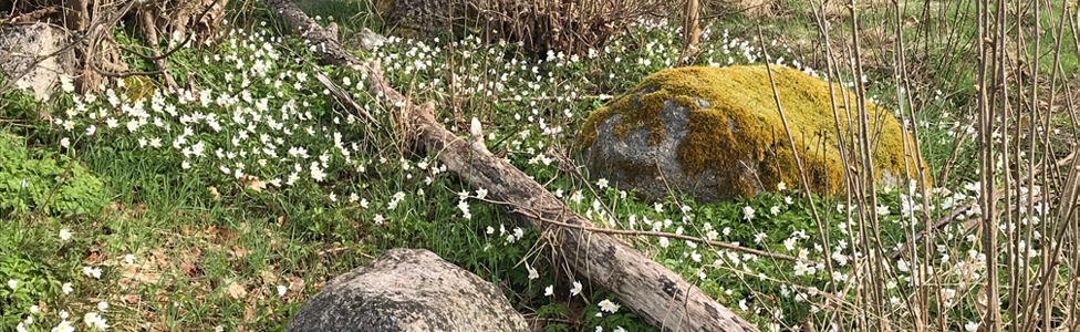 Skog i vår, vitsippor, mossiga stenar och fallna träd