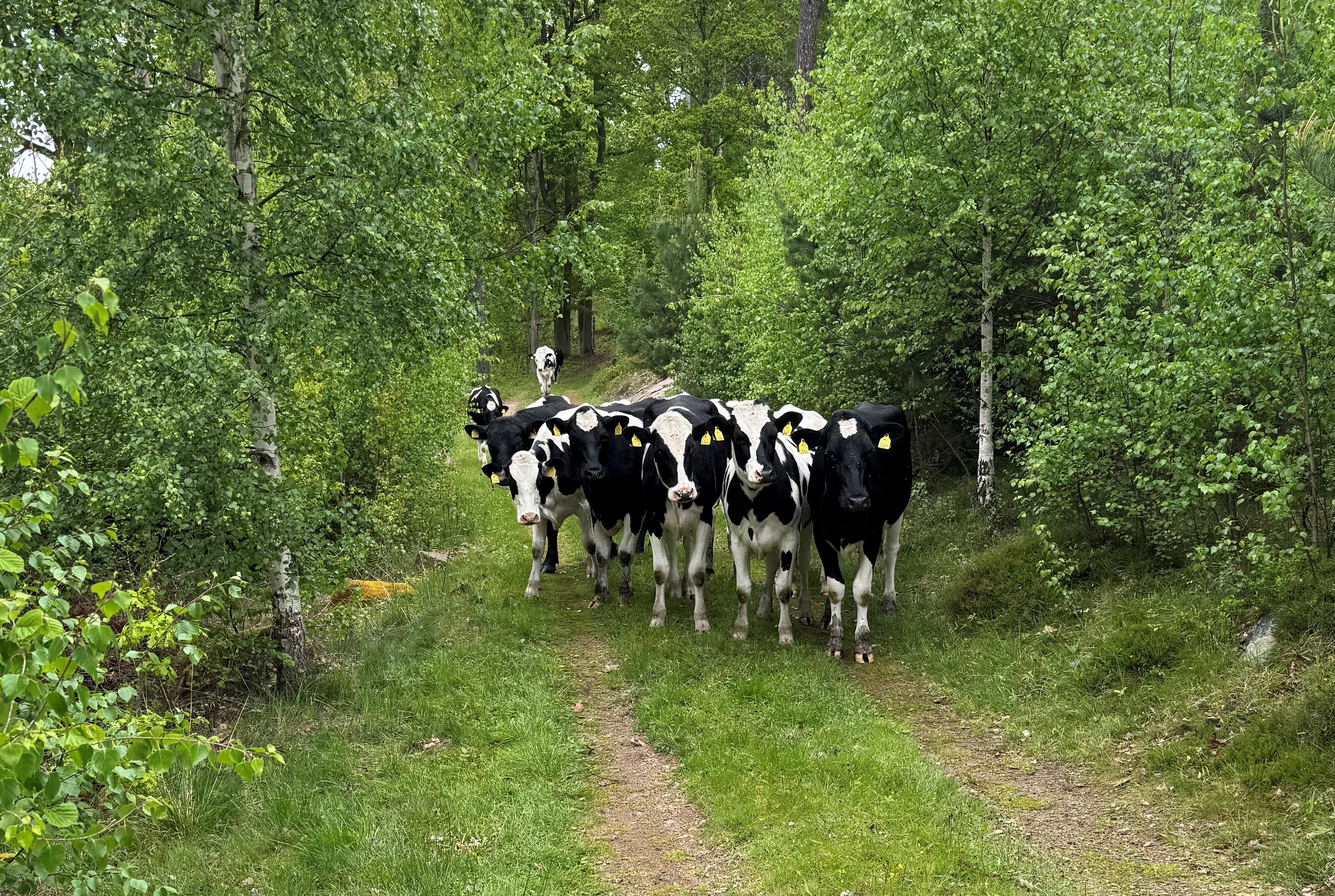 Kor som står på en skogsväg