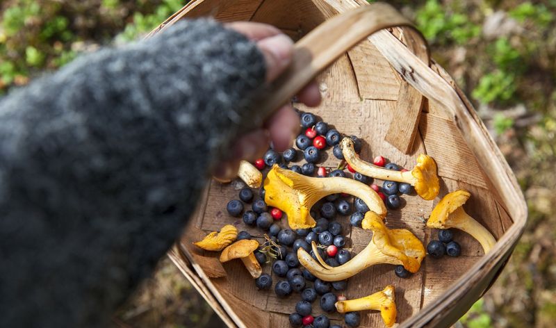 Child holding basket with berries and chanterelles